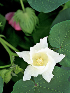 F-note656.jpg