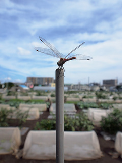 F-note658.jpg